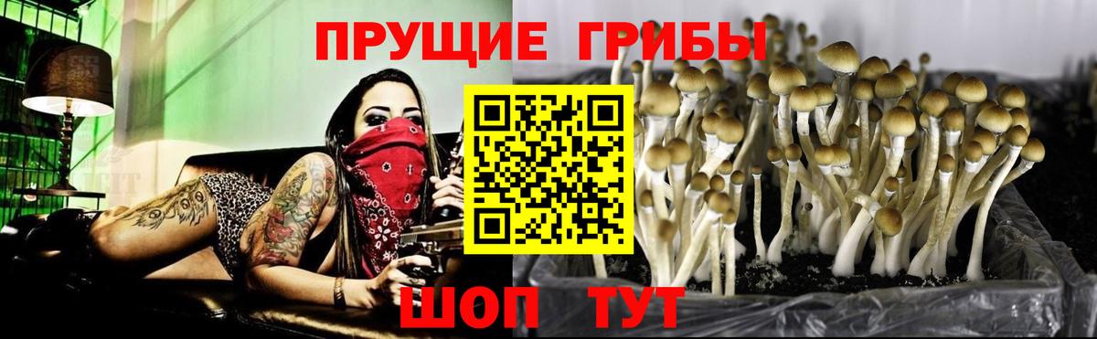 Псилоцибиновые грибы мицелий Еманжелинск